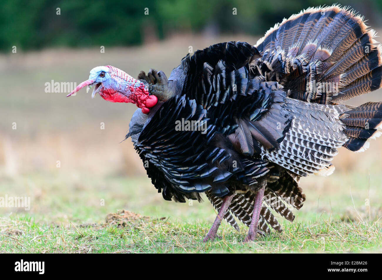 Gobbling Wild Turkey, Northwest Montana Stock Photo