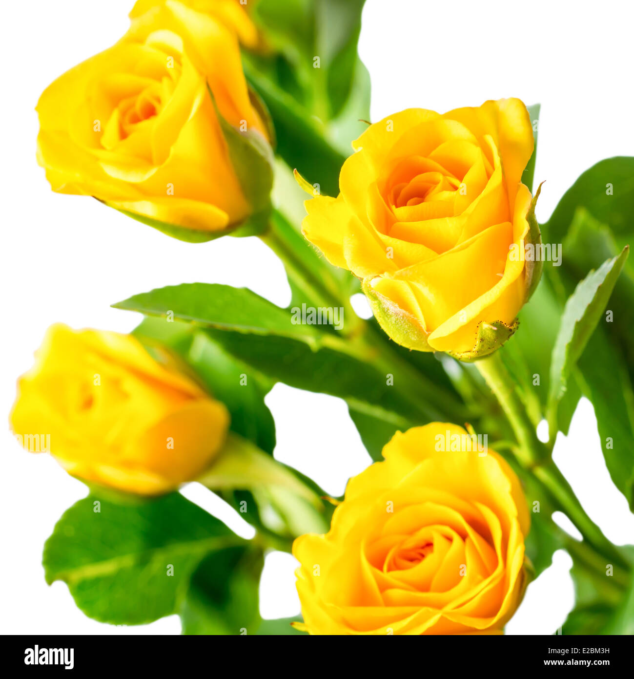 yellow rose bush flowers isolated on white background Stock Photo Alamy