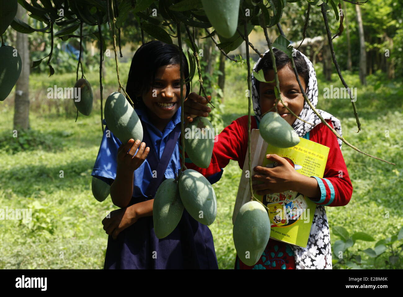 Chapainawabganj, Bangladesh, 17th June, 2014. Chapainawabganj, Bangladesh, 17th June, 2014. School children coming back from school unsing path of mango garden in Bangladesh. Bangladesh generally produces about 800,000 metric tons of mangoes on 51,000 hectors of land. Chapainawabganj alone produces almost 200,000 tons of mangoes on 23,282 hectares of land. © zakir hossain chowdhury zakir/Alamy Live News Credit:  zakir hossain chowdhury zakir/Alamy Live News Stock Photo
