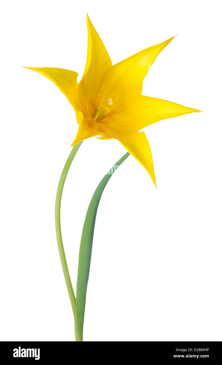 yellow Tulip flower is isolated on white background Stock Photo - Alamy