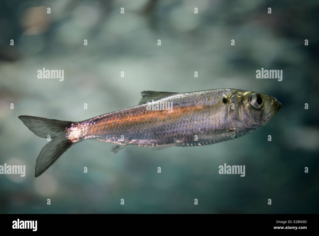 Single swimming juvenile Alewife herring fish inRipleys Aquarium Toronto Stock Photo