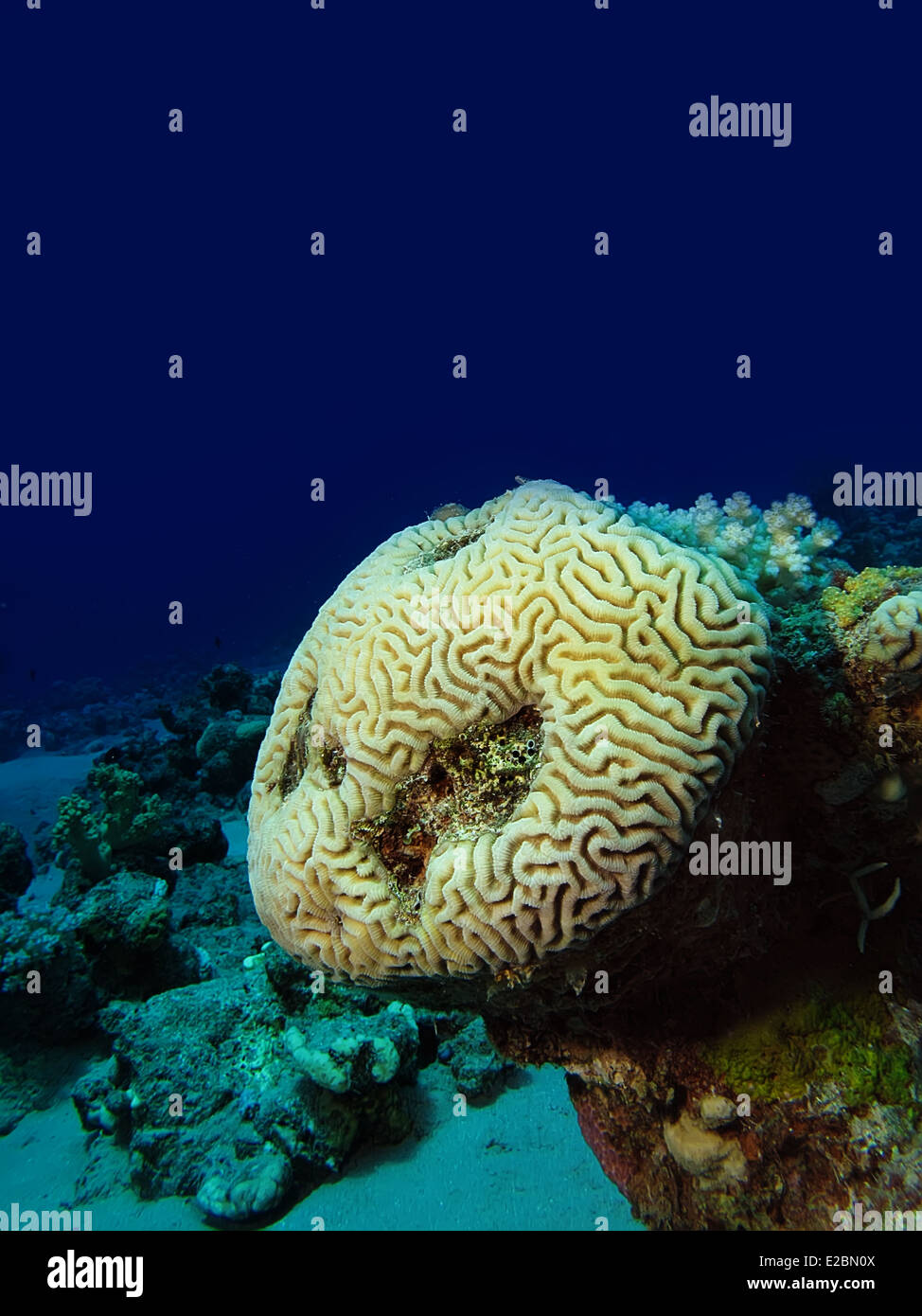 Brain Coral (Platygyra daedalea) Stock Photo