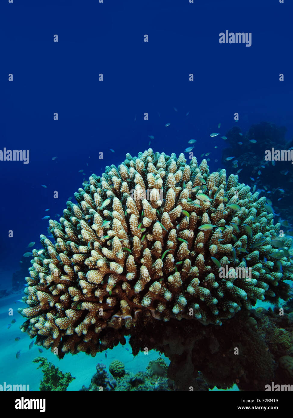 Acropora Coral (Acropora humilis) Stock Photo