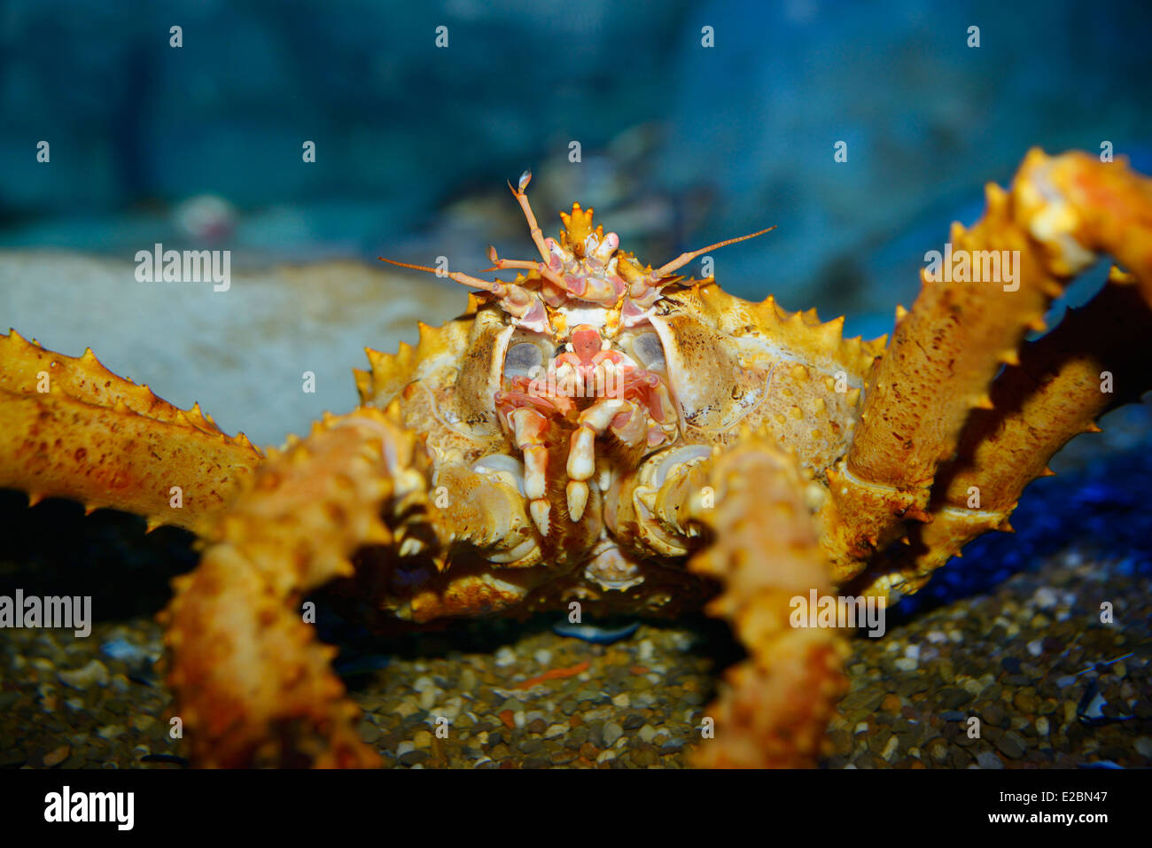 Close up of Red King Crab face and mouth parts in Ripleys Aquarium