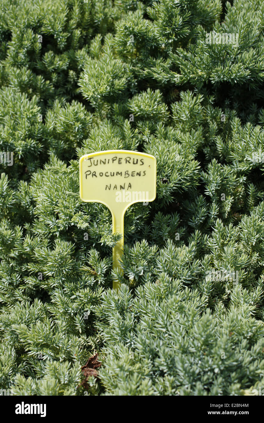 Juniper, Juniperus Procumbens Nana, Monastery of La Grande Chartreuse in the Alps, Isère, Rhône-Alpes, France. Stock Photo