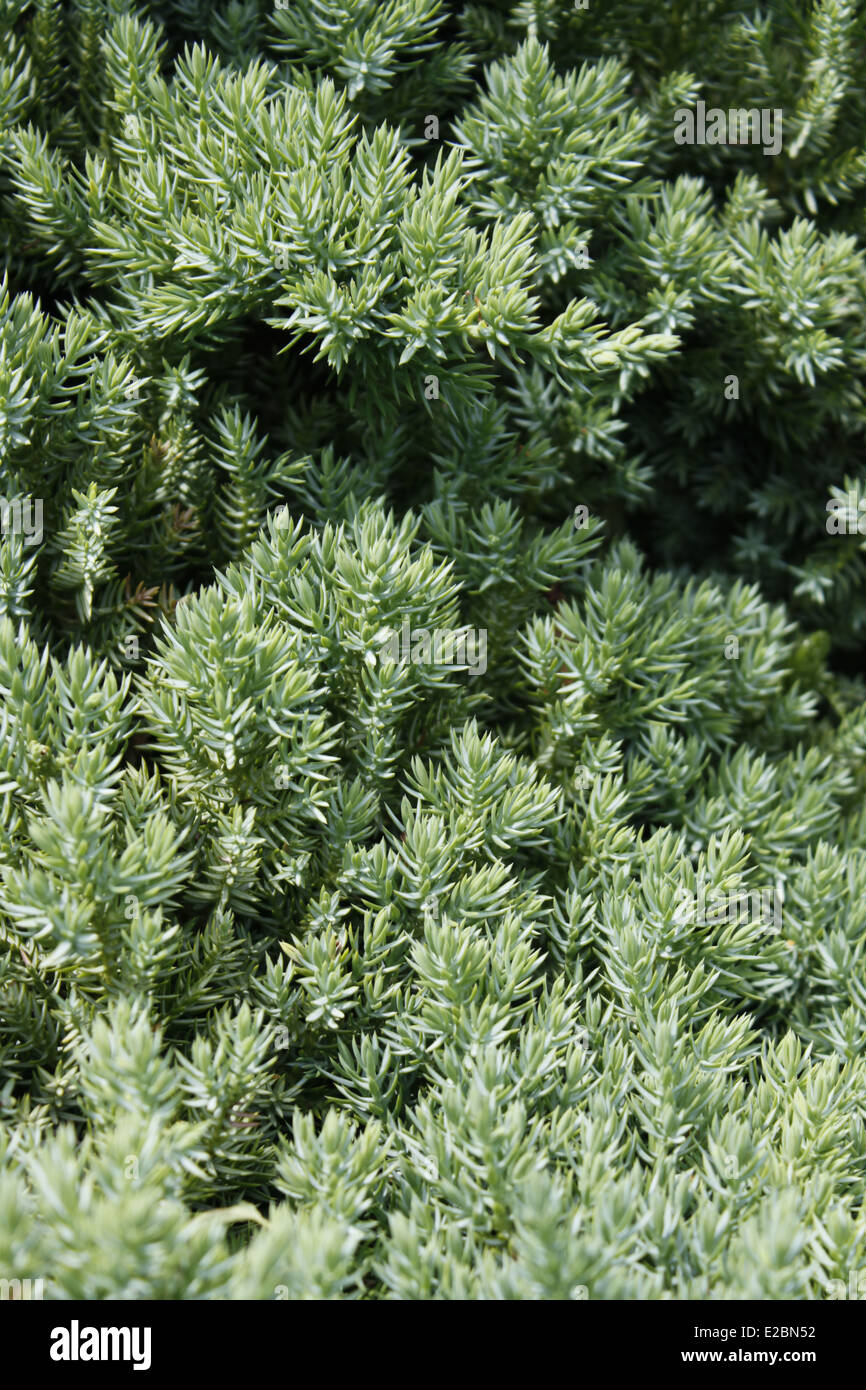 Juniper, Juniperus Procumbens Nana, Monastery of La Grande Chartreuse in the Alps, Isère, Rhône-Alpes, France. Stock Photo