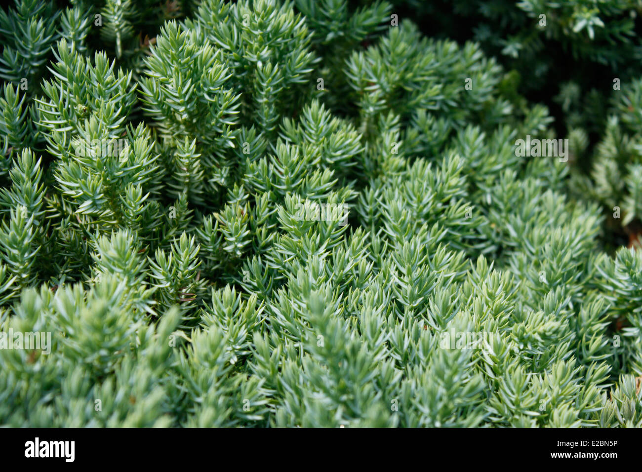 Juniper, Juniperus Procumbens Nana, Monastery of La Grande Chartreuse in the Alps, Isère, Rhône-Alpes, France. Stock Photo