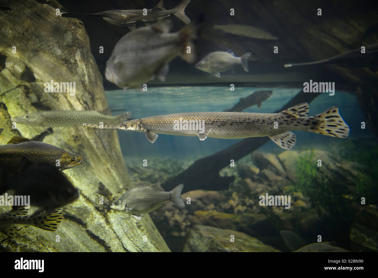 Longnose Gar Striped bass and other fish of Lake Ontario in Ripleys Aquarium Toronto Stock Photo