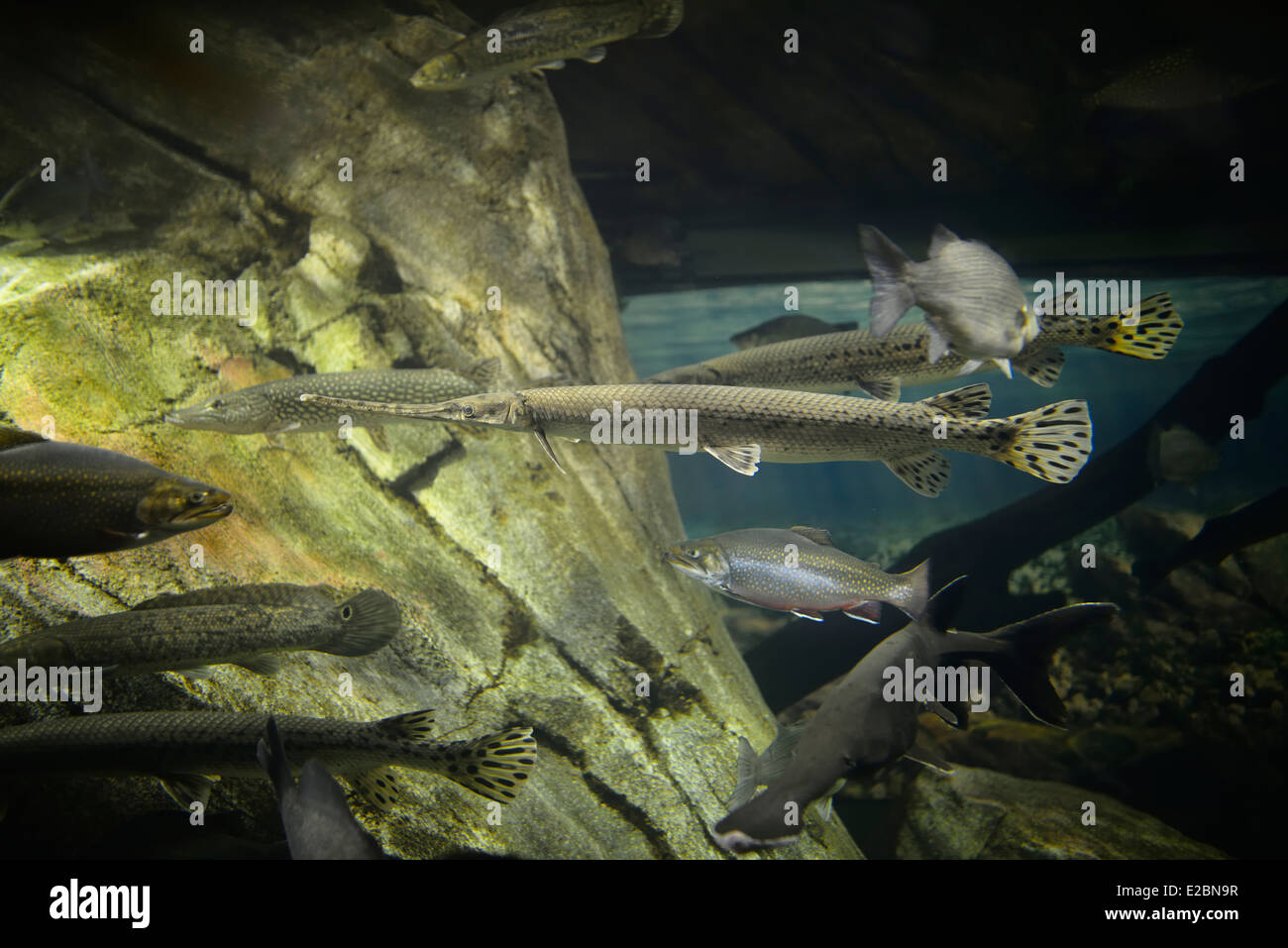 Fish of the Great Lakes including the longnose gar in Ripleys Aquarium Toronto Stock Photo