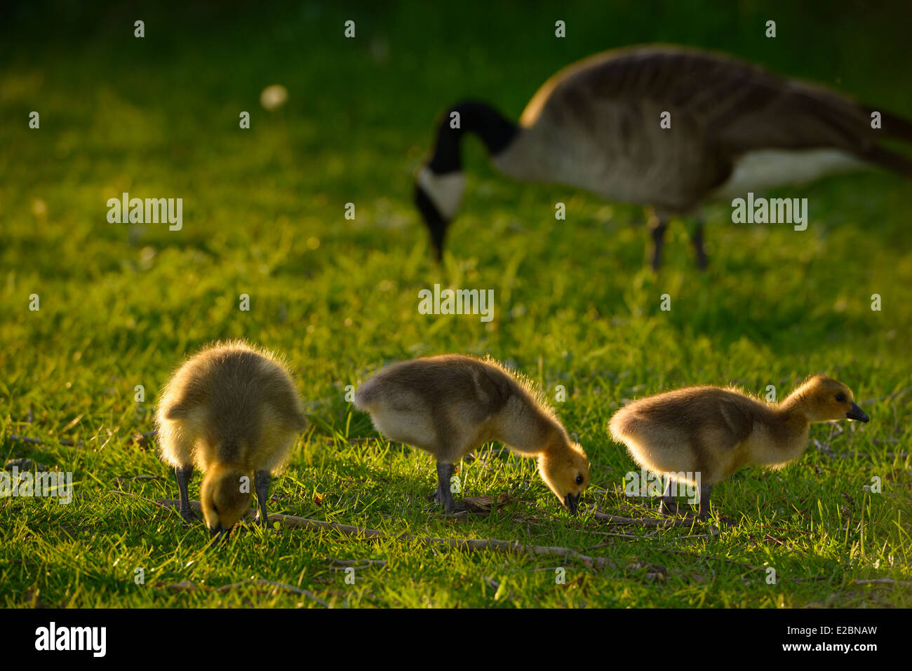 Three yellow goslings at sundown with parent Canada Goose Branta Canadensis in background Stock Photo