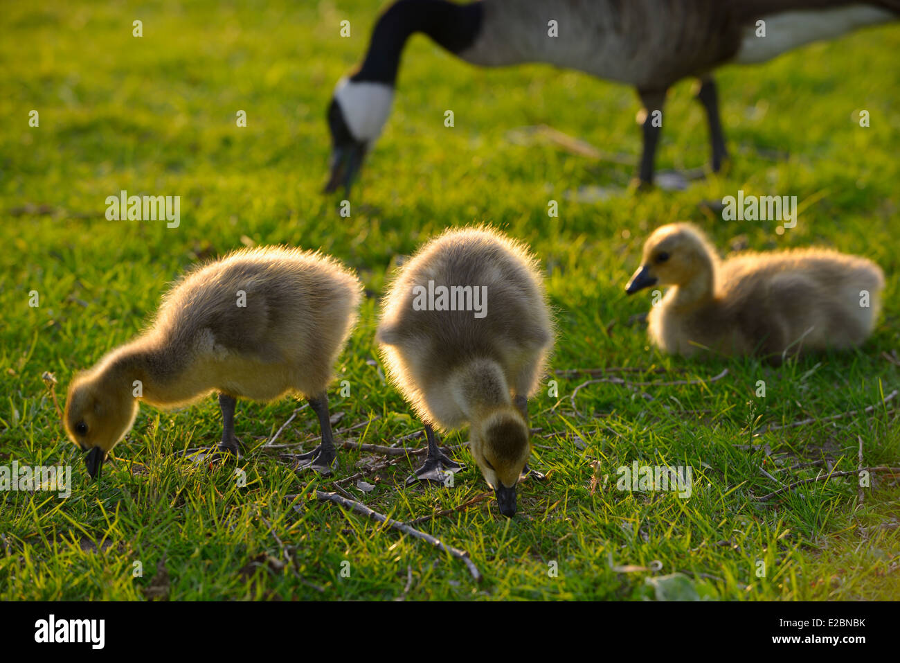 Close up of three yellow goslings at sundown with parent Canada Goose Branta Canadensis in background Stock Photo