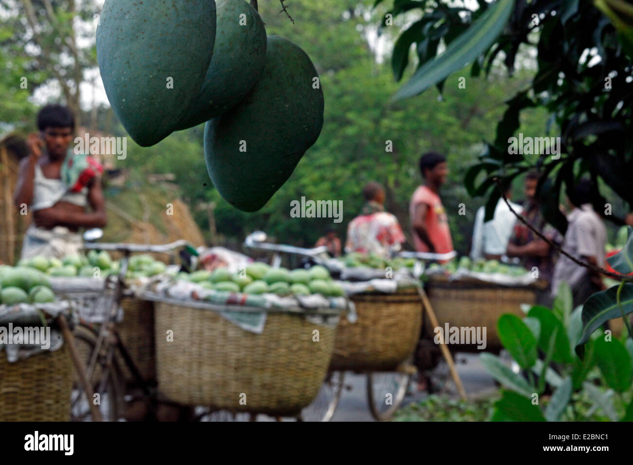 Chapainawabganj, Bangladesh, 17th June, 2014. Mango market Bangladesh generally produces about 800,000 metric tons of mangoes on 51,000 hectors of land. Chapainawabganj alone produces almost 200,000 tons of mangoes on 23,282 hectares of land. Credit:  zakir hossain chowdhury zakir/Alamy Live News Stock Photo