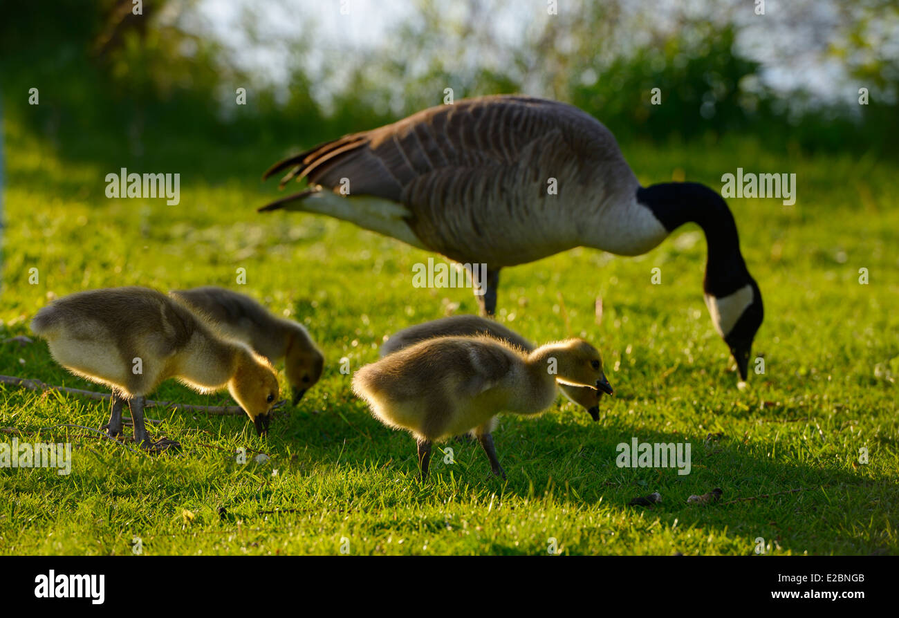 Four Canada Goose goslings with parent Branta Canadensis on Toronto Centre Island with Lake Ontario shore Stock Photo
