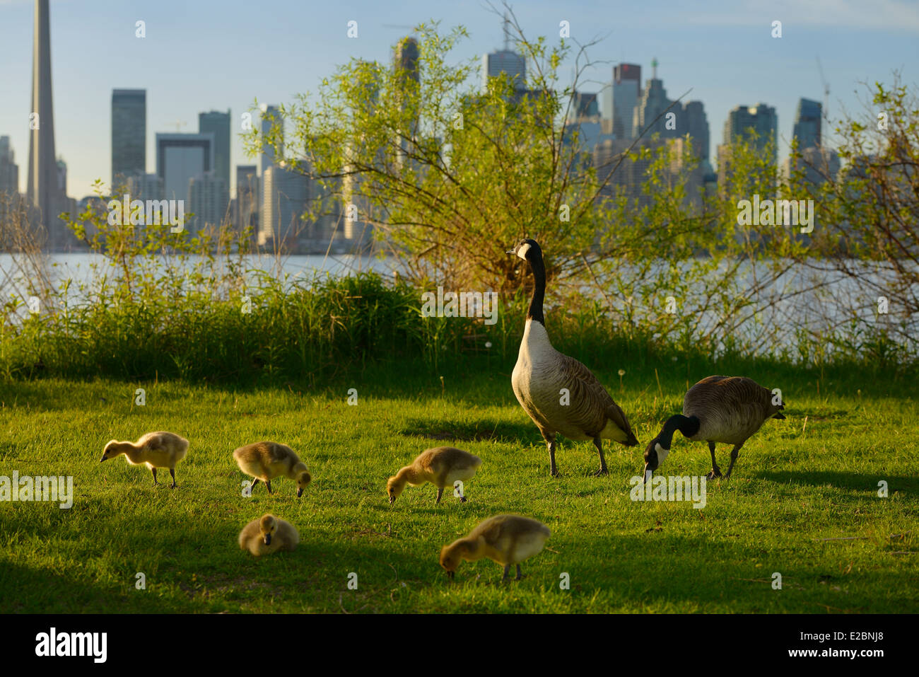 Monogamous mated pair of Canada Geese with five goslings on Toronto Island with city skyline Stock Photo