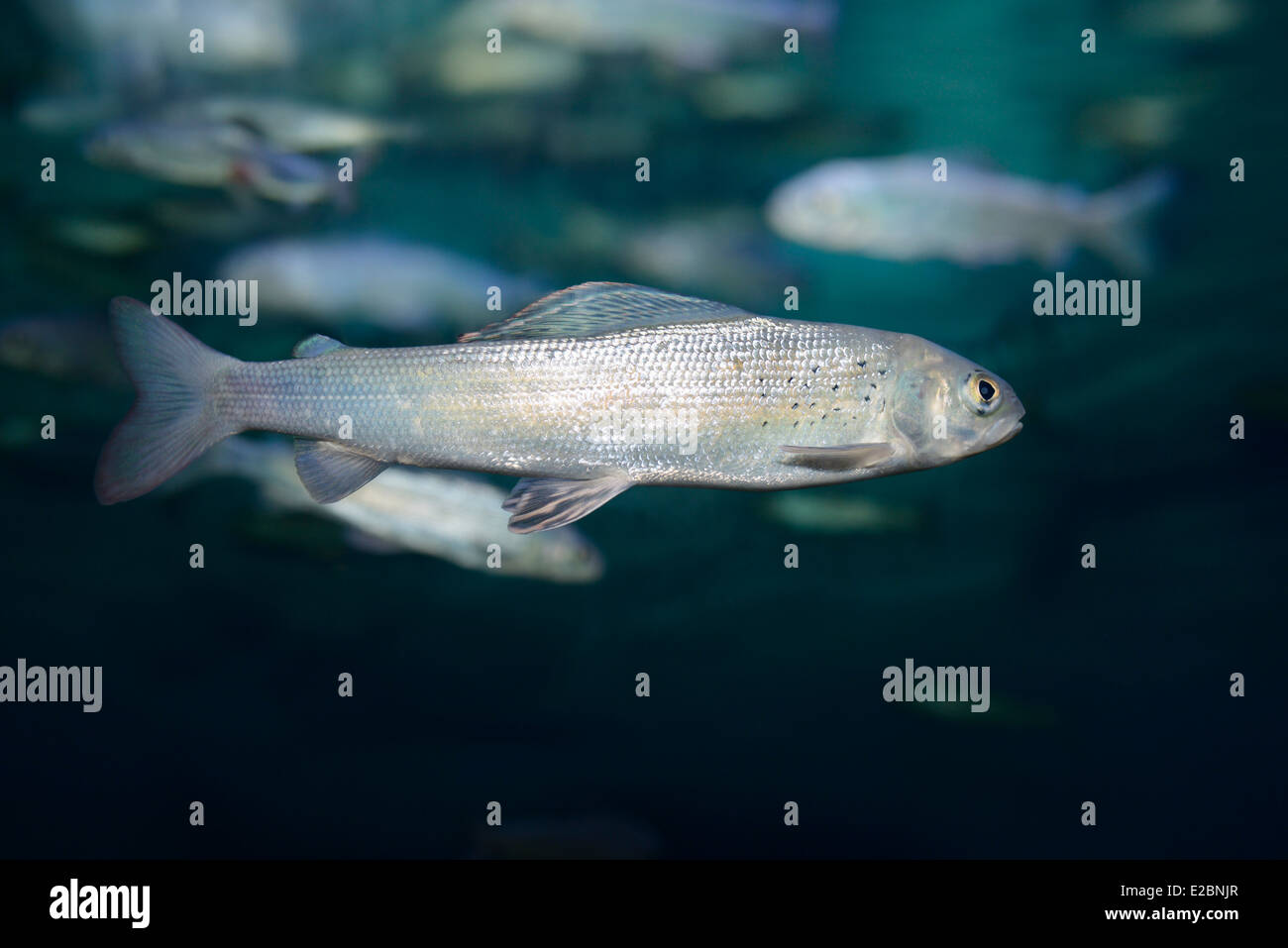 Arctic Grayling cold freshwater fish swimming underwater in Ripleys Aquarium Toronto Stock Photo