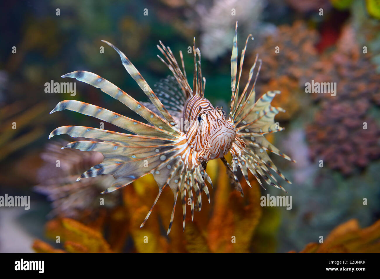 Head on view of Pterois volitans or red lionfish with venomous spiky fin rays in Ripleys Aquarium Toronto Stock Photo