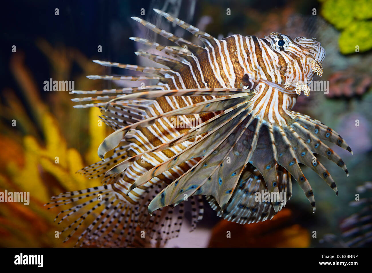 Pterois volitans called a red lionfish with venomous spiky fin rays in Ripleys aquarium Toronto Stock Photo