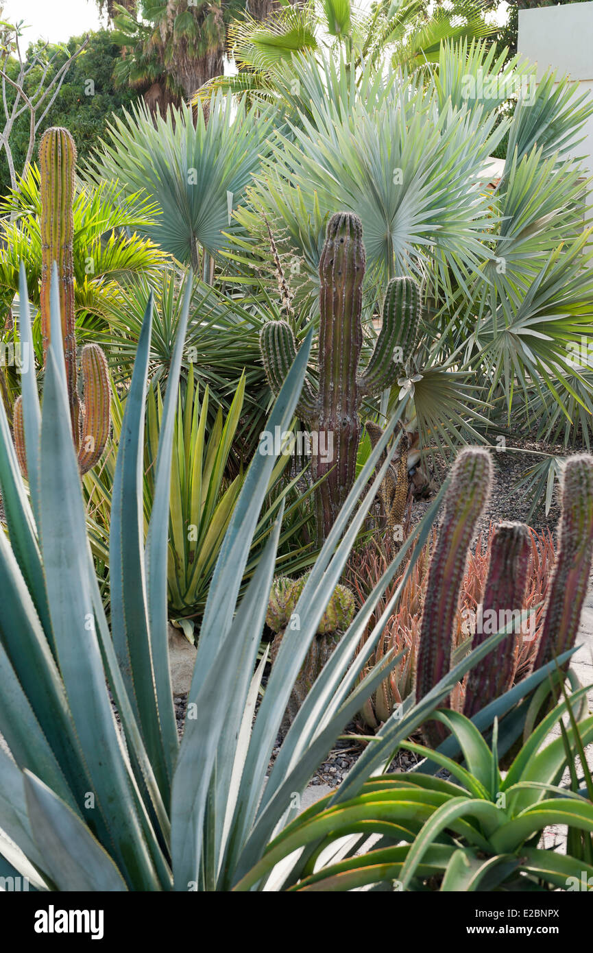 Drought resistant plants in garden of Baja home Stock Photo