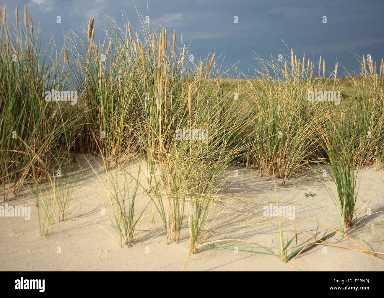 Wild leymus plant on sand dune prevents sand flight Stock Photo