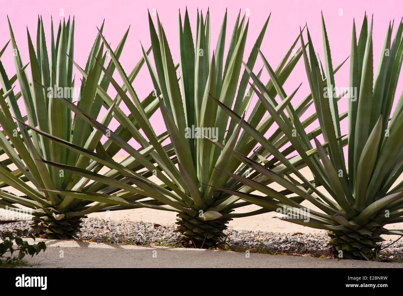 Three cacti in garden of Baja home Stock Photo