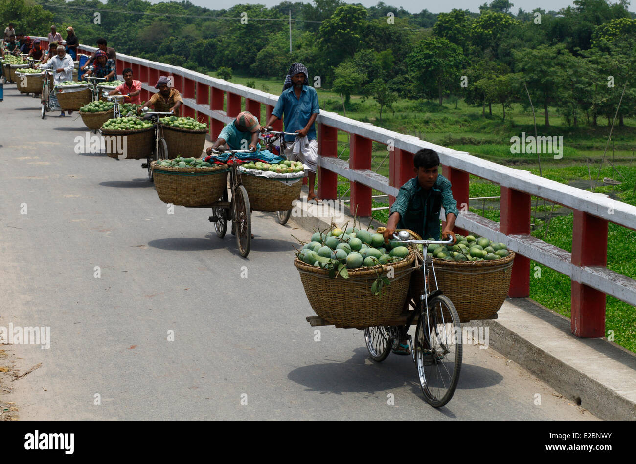 Chapainawabganj, Bangladesh, 17th June, 2014. People carrying mango from garden to mango market for sale in Bangladesh. Bangladesh generally produces about 800,000 metric tons of mangoes on 51,000 hectors of land. Chapainawabganj alone produces almost 200,000 tons of mangoes on 23,282 hectares of land. Credit:  zakir hossain chowdhury zakir/Alamy Live News Stock Photo