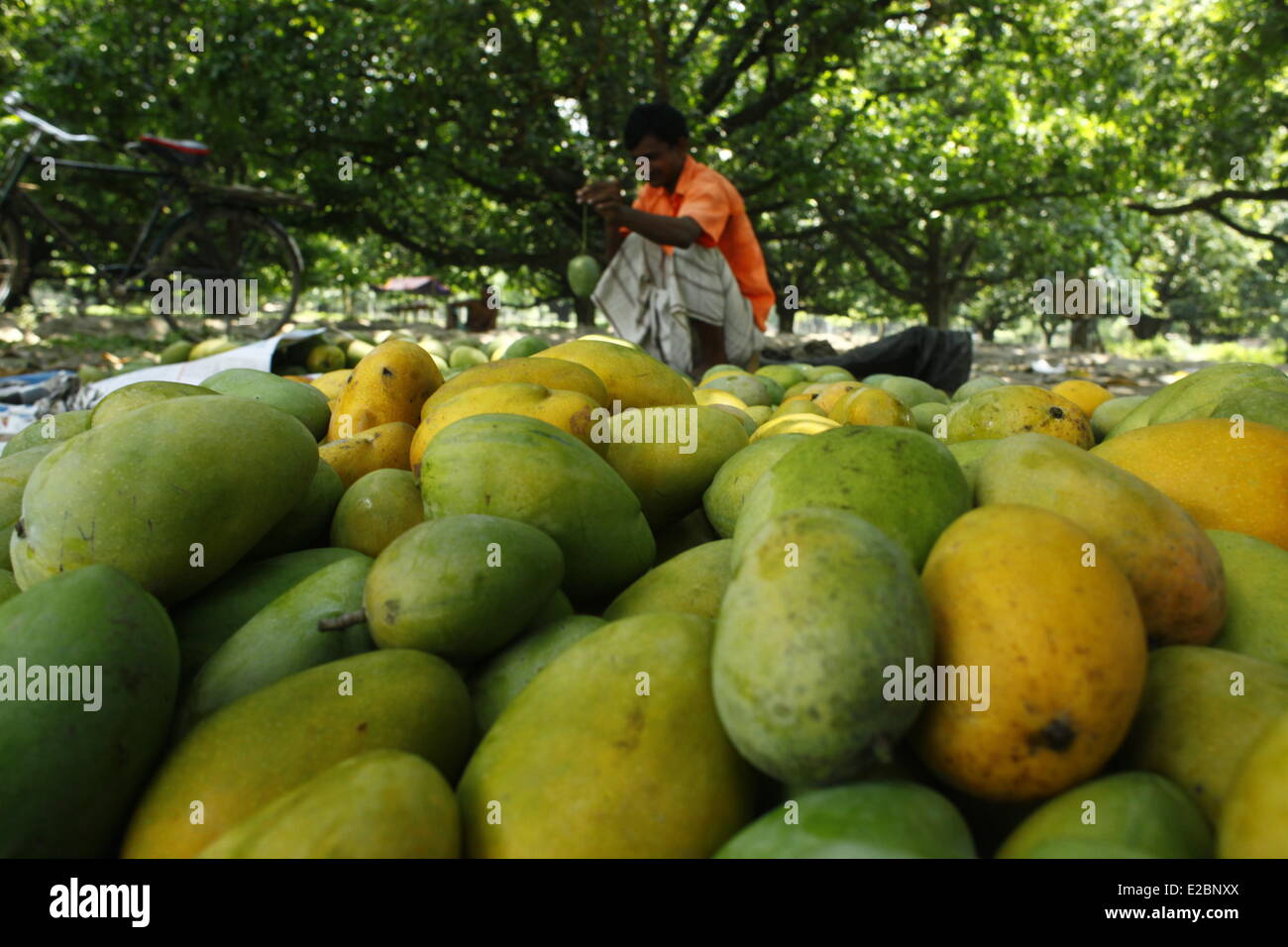 Chapainawabganj, Bangladesh, 17th June, 2014. Mango market in mango garden Bangladesh generally produces about 800,000 metric tons of mangoes on 51,000 hectors of land. Chapainawabganj alone produces almost 200,000 tons of mangoes on 23,282 hectares of land. Credit:  zakir hossain chowdhury zakir/Alamy Live News Stock Photo