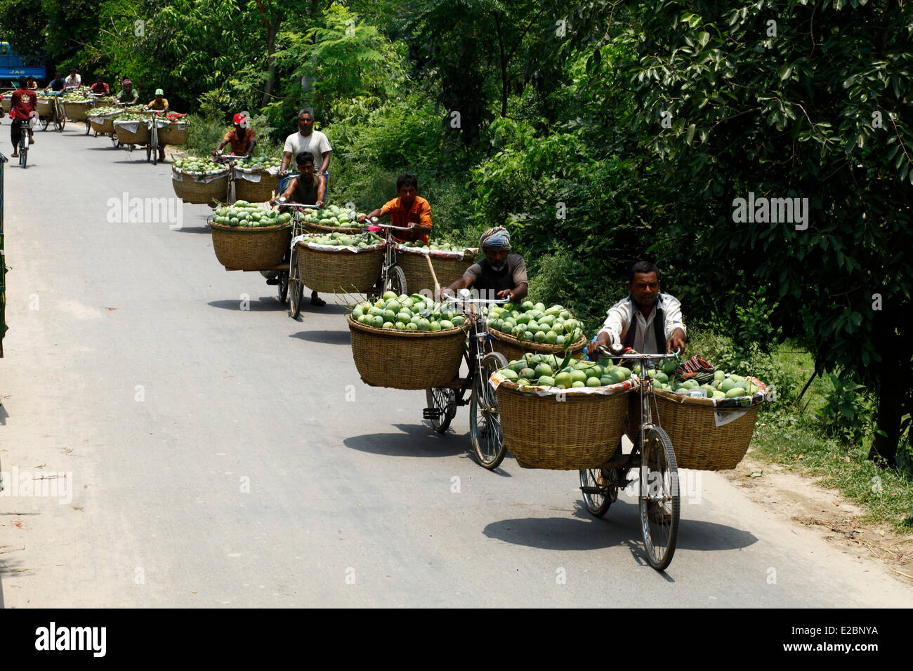 Chapainawabganj, Bangladesh, 17th June, 2014. People carrying mango from garden to mango market for sale in Bangladesh. Bangladesh generally produces about 800,000 metric tons of mangoes on 51,000 hectors of land. Chapainawabganj alone produces almost 200,000 tons of mangoes on 23,282 hectares of land. Credit:  zakir hossain chowdhury zakir/Alamy Live News Stock Photo