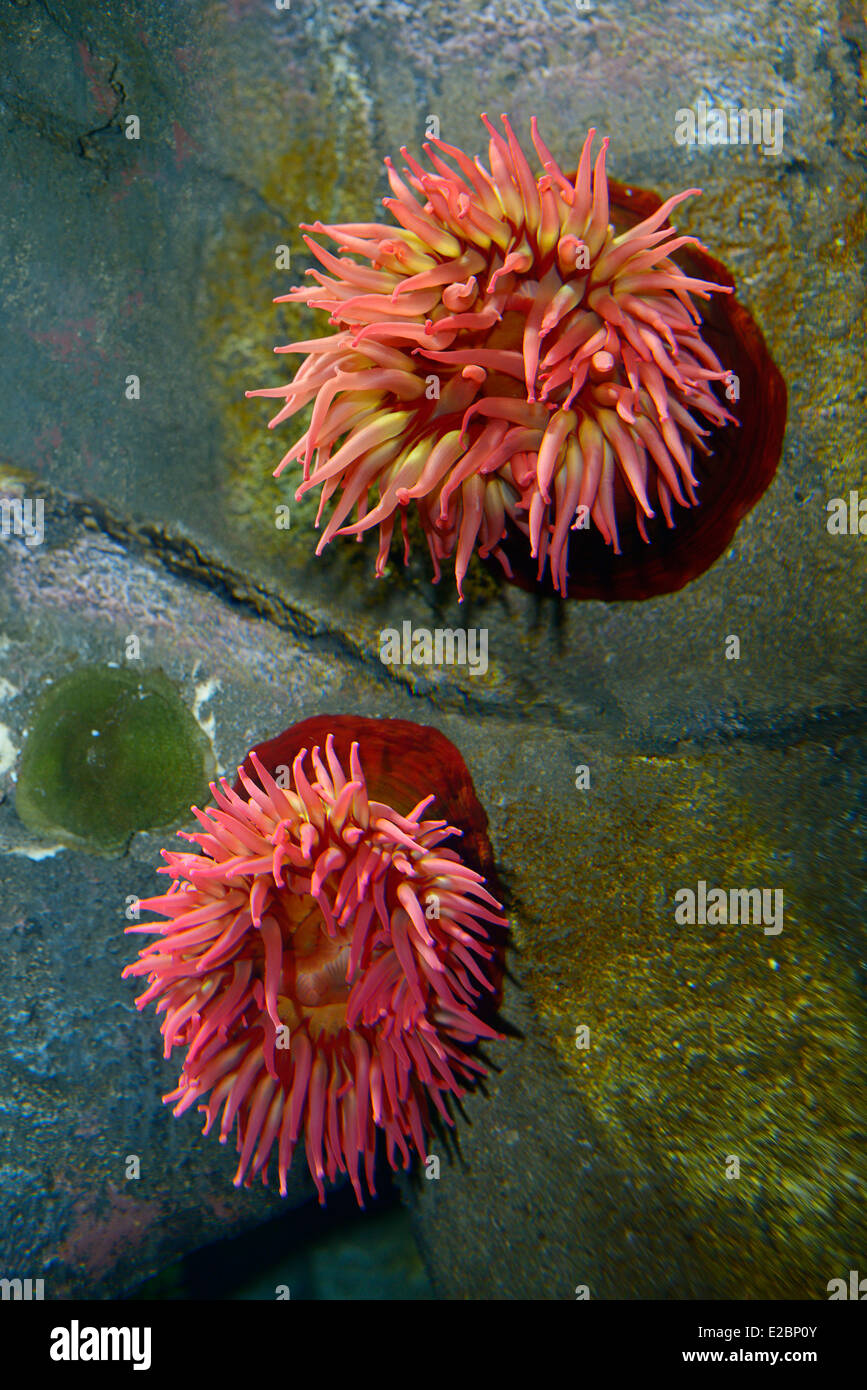 Northern red or dahlia sea anemones underwater in Ripleys Aquarium Toronto Stock Photo