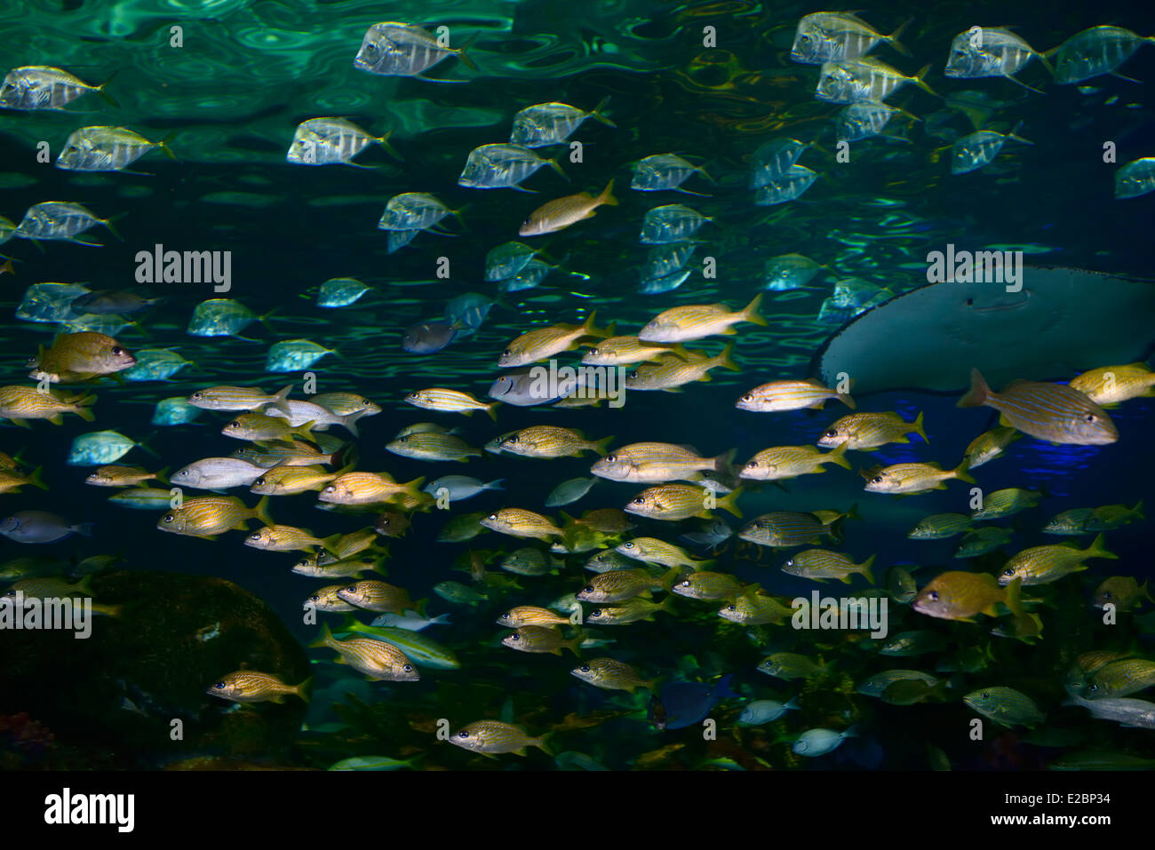 Shoals of French Grunt and Bluestripe Snappers with silver Lookdown Fish and Stingray Ripleys Aquarium Toronto Stock Photo