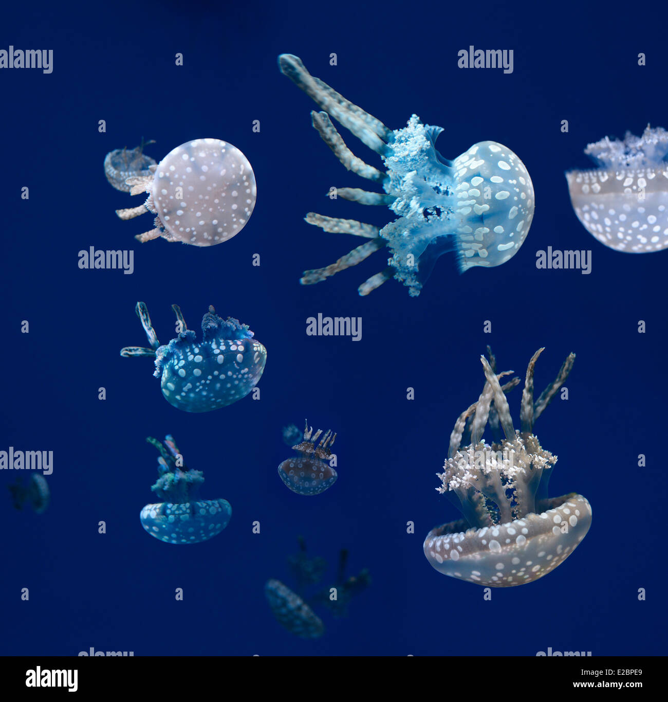 Swarm of Spotted Jellies floating and swimming against a blue background in Ripleys Aquarium Toronto Stock Photo