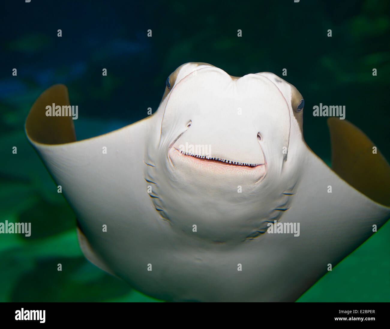 Underside and face of a smiling mouth of Stingray in Ripleys Aquarium Toronto Stock Photo