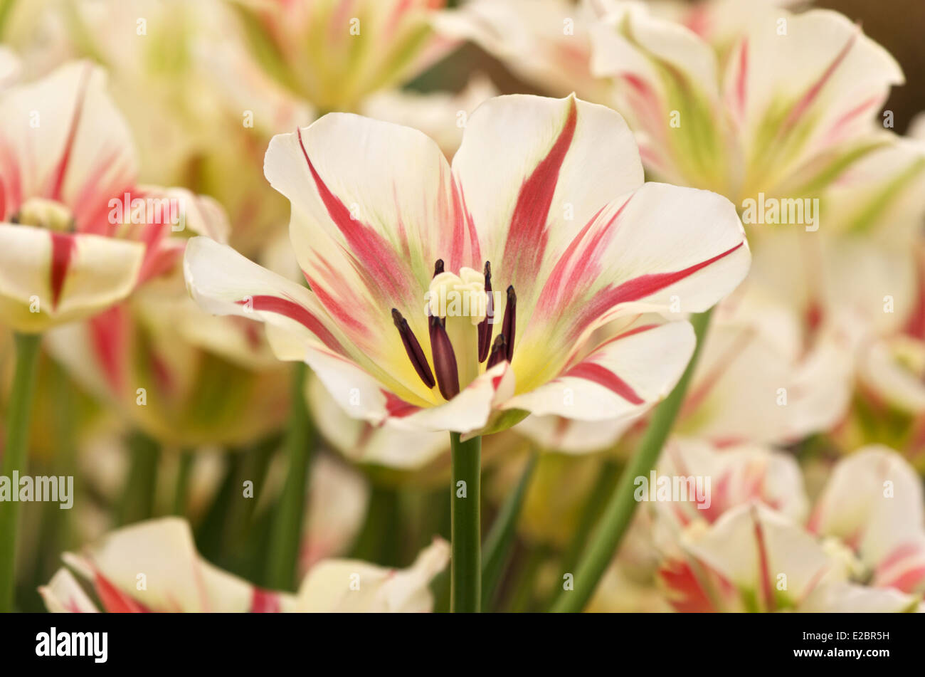 Tulip Flaming Spring Green Stock Photo