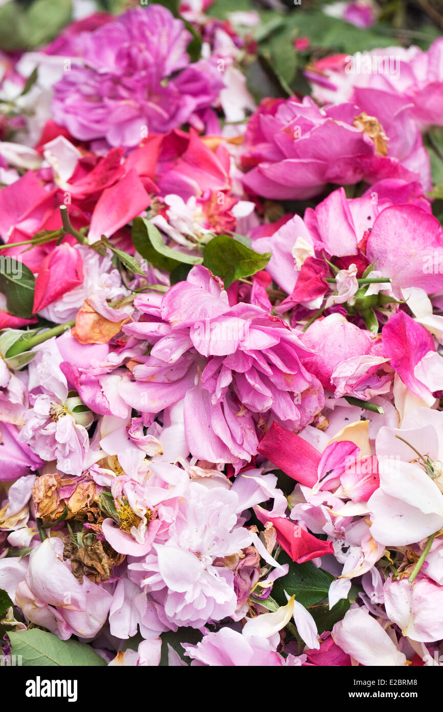 Deadheading plants hires stock photography and images Alamy