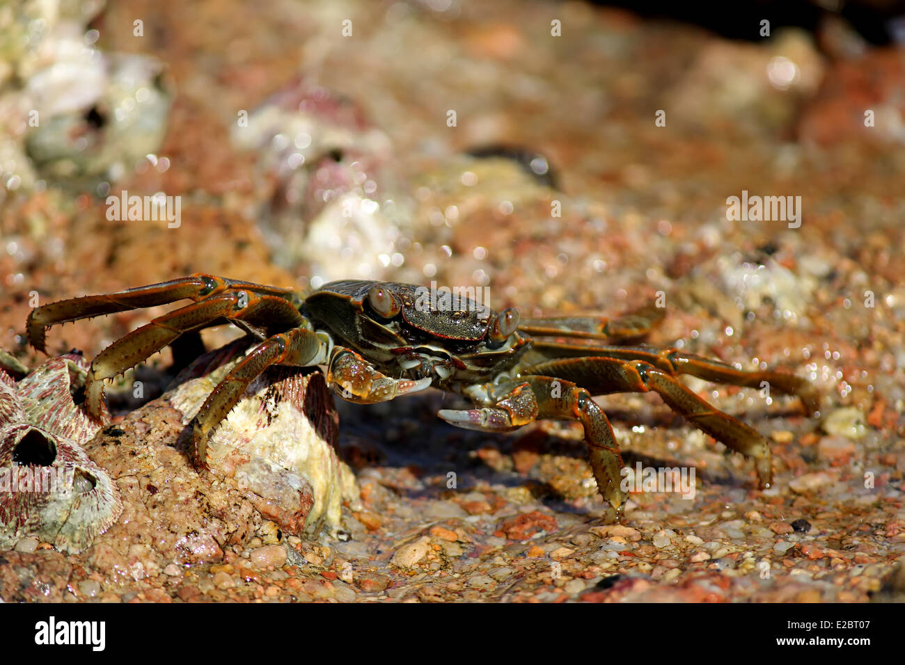 Common Shore Crab Stock Photo