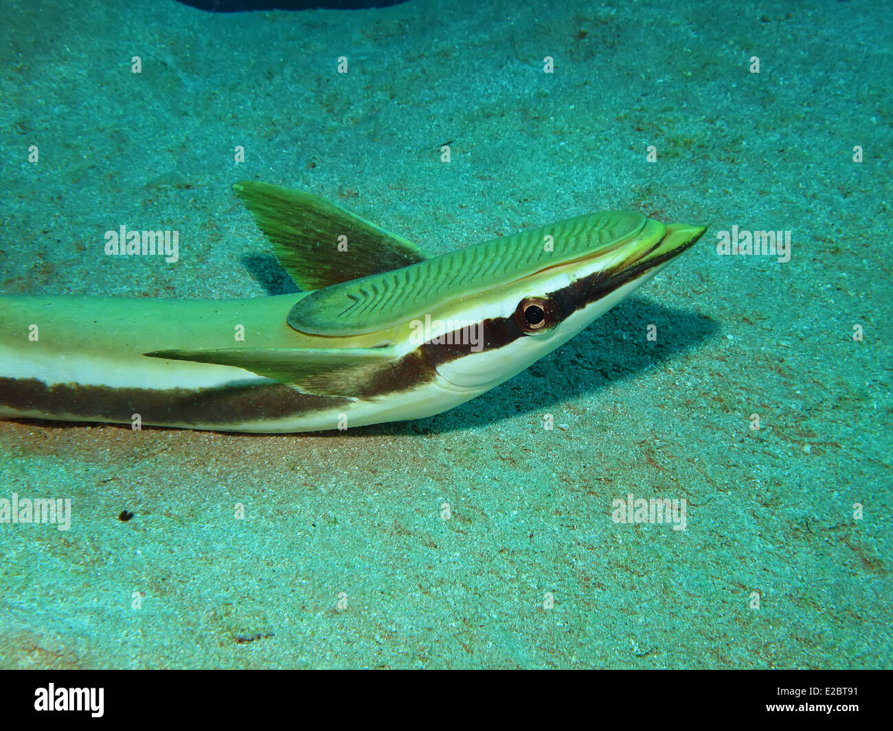 Sharksucker (Echeneis naucrates) Stock Photo