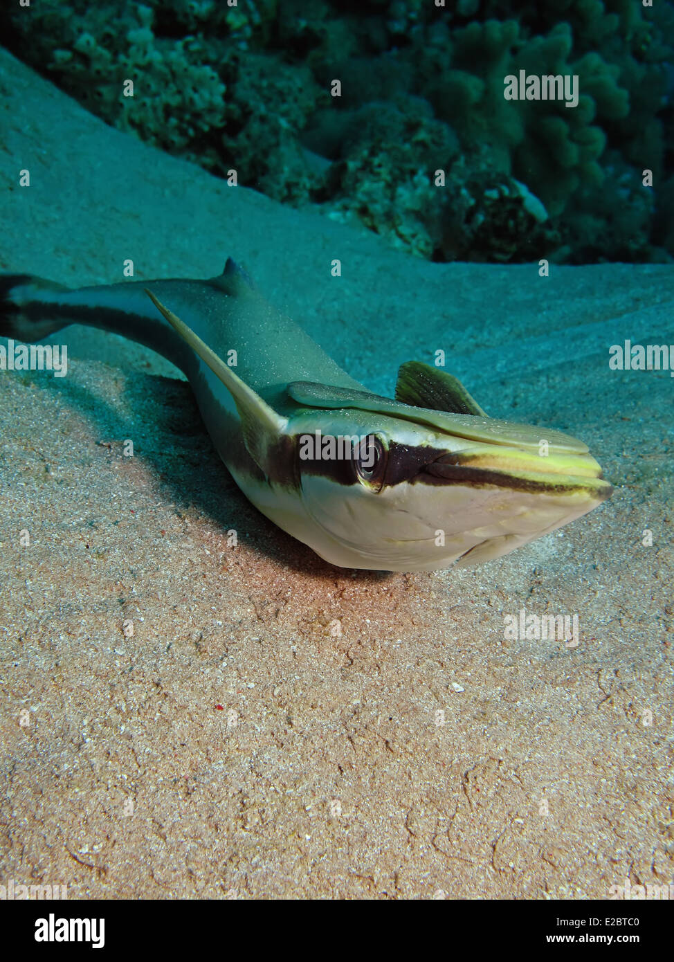 Sharksucker (Echeneis naucrates Stock Photo Alamy