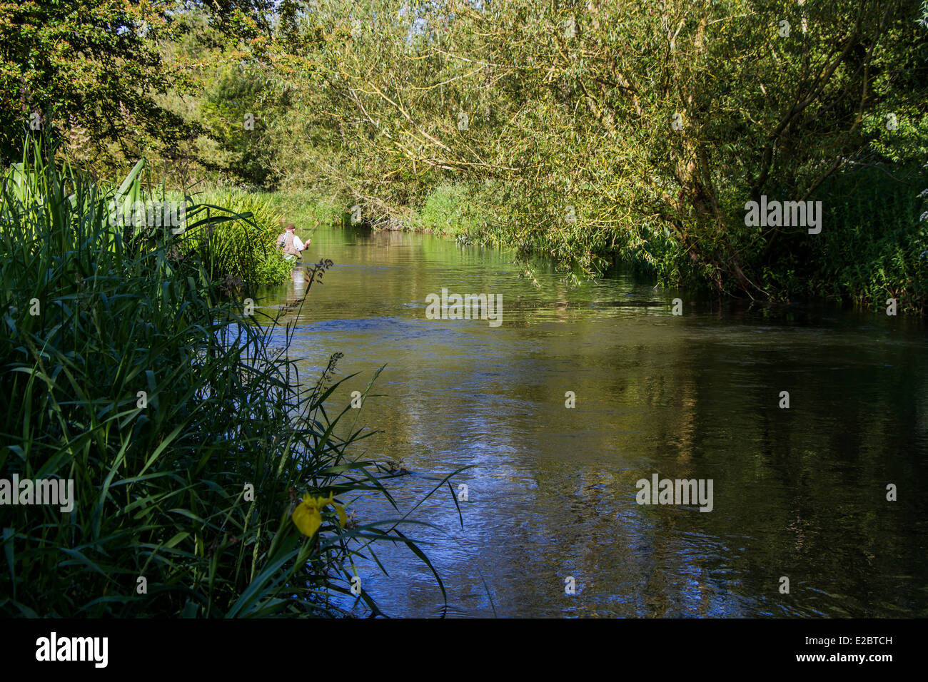 Trout fishing, River Wylye, Wiltshire, England Stock Photo Alamy