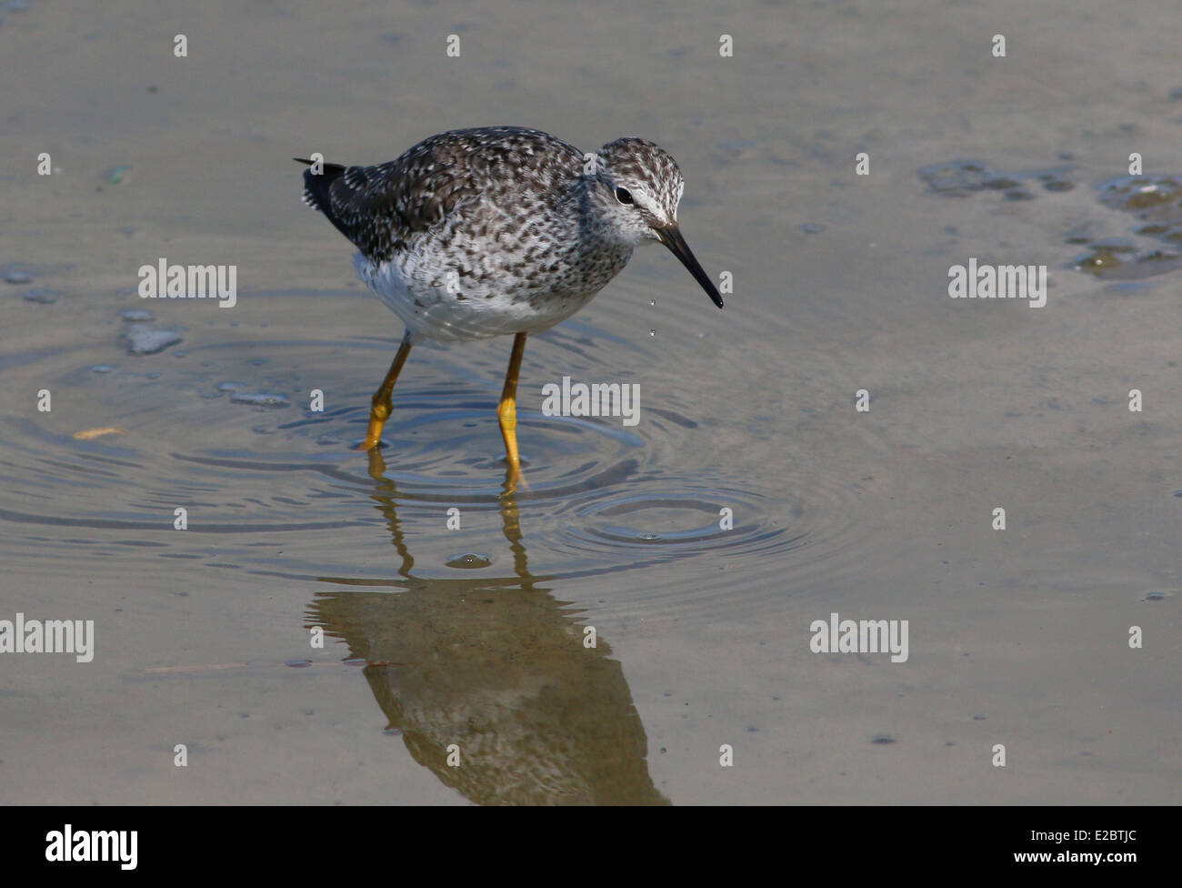 Series of 12 close-ups of the rare Lesser Yellowlegs (Tringa flavipes) wading bird in the Northern Netherlands Stock Photo