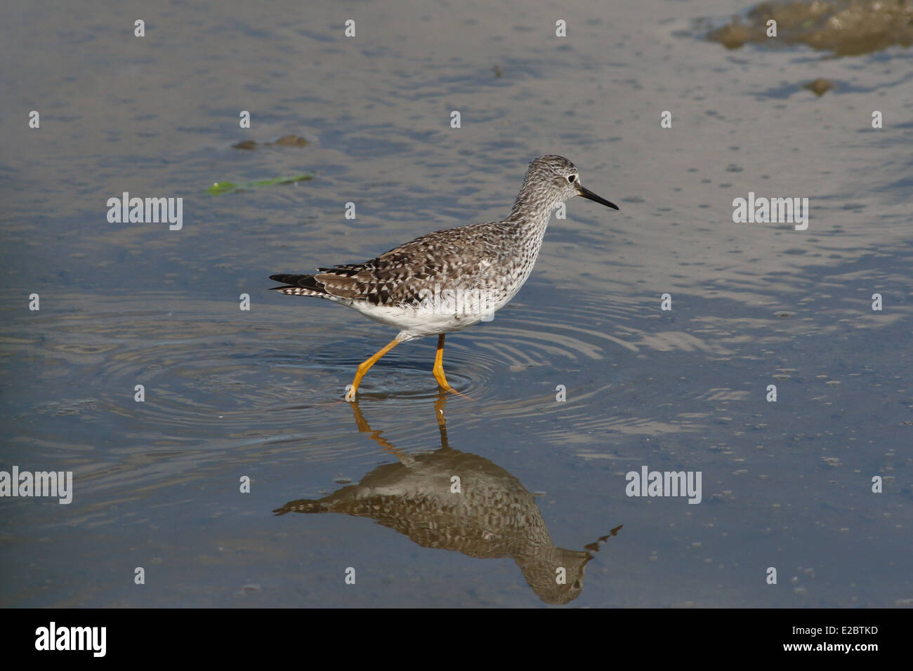 Series of 12 close-ups of the rare Lesser Yellowlegs (Tringa flavipes) wading bird in the Northern Netherlands Stock Photo