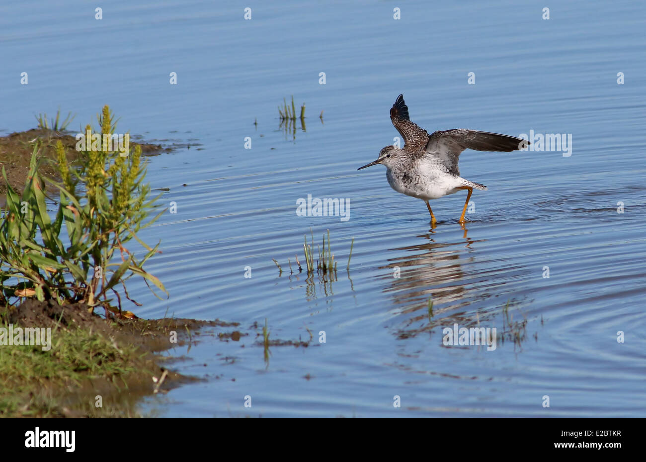Lesser Yellowlegs (Tringa flavipes) touching down in shallow wetlands, National Park Lauwersmeer Stock Photo