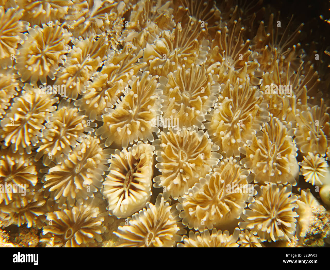 Crystal Coral (Galaxea fascicularis) Taken in Red Sea, Egypt Stock Photo