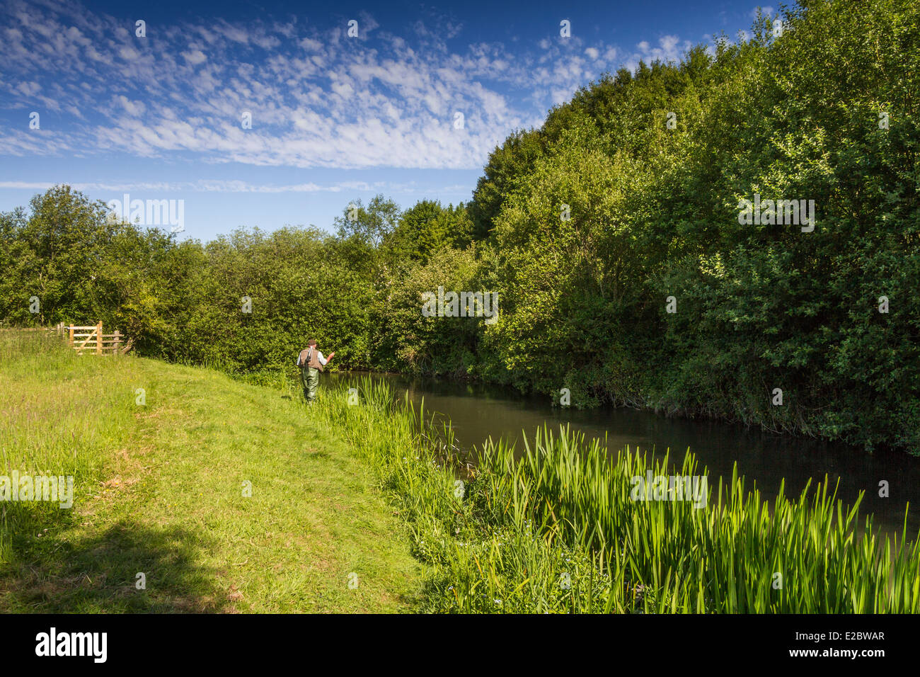 Trout fishing, River Wylye, Wiltshire, England Stock Photo Alamy