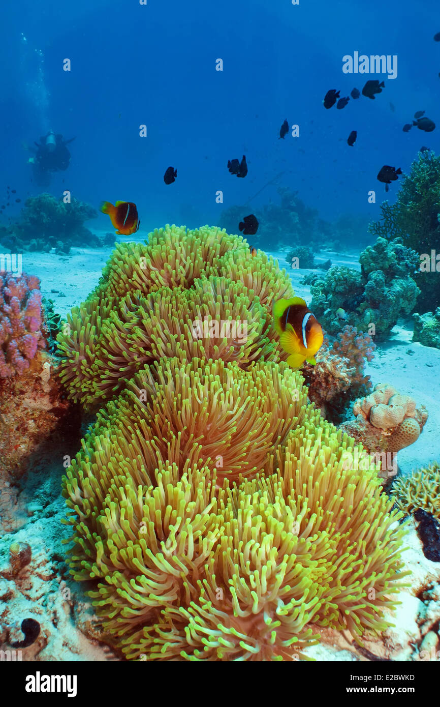 Magnificent anemone with Red Sea Anemonefish (amphiprion bicinctus) Stock Photo