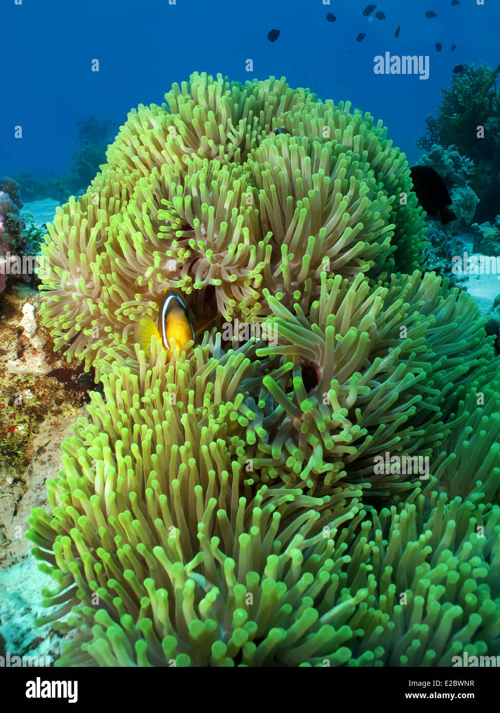 Magnificent anemone with Red Sea Anemonefish (amphiprion bicinctus) Stock Photo