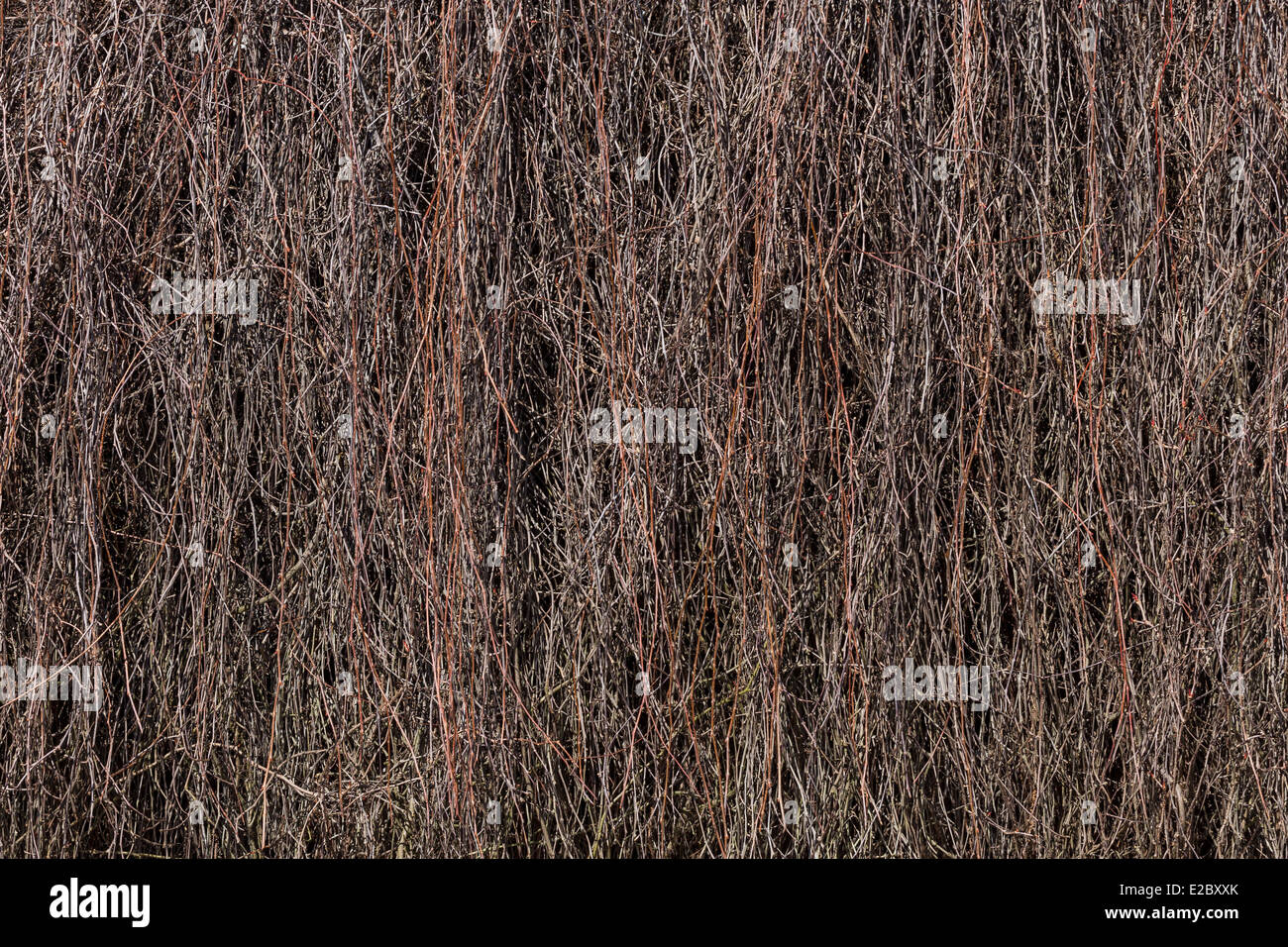 Dried branches climbing plant on the building wall Stock Photo Alamy