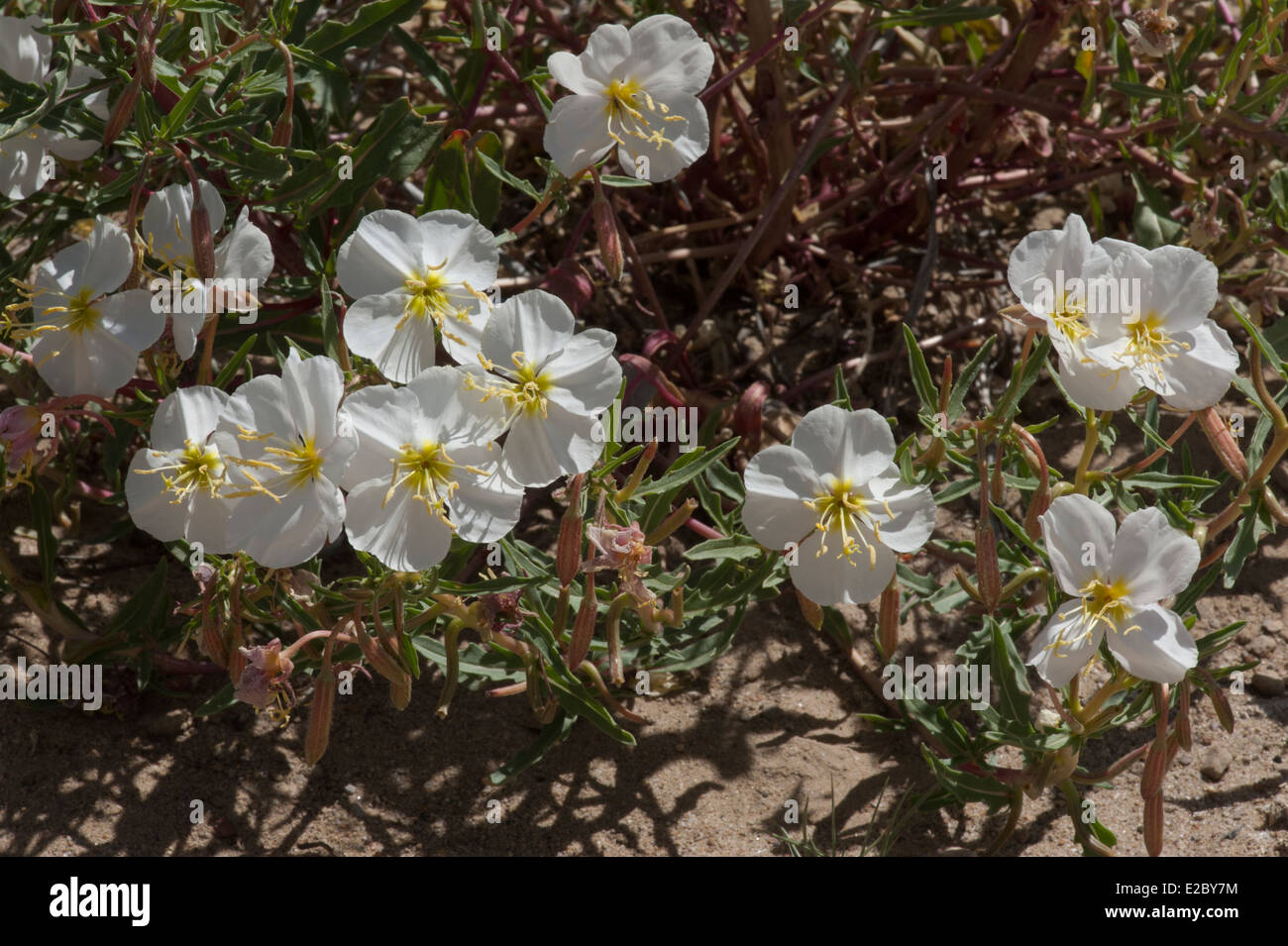 Pale Evening Primrose aka White Evening Primrose Oenothera pallida in eastern Utah Stock Photo