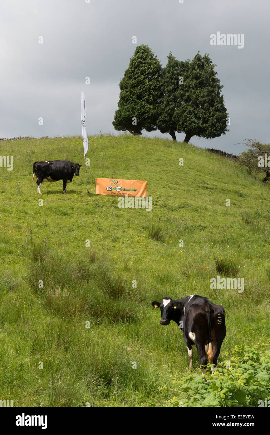 Curious black & white cows standing in countryside farm field by two advertising banners promoting gifts for cyclists - Yorkshire Dales, England, UK. Stock Photo