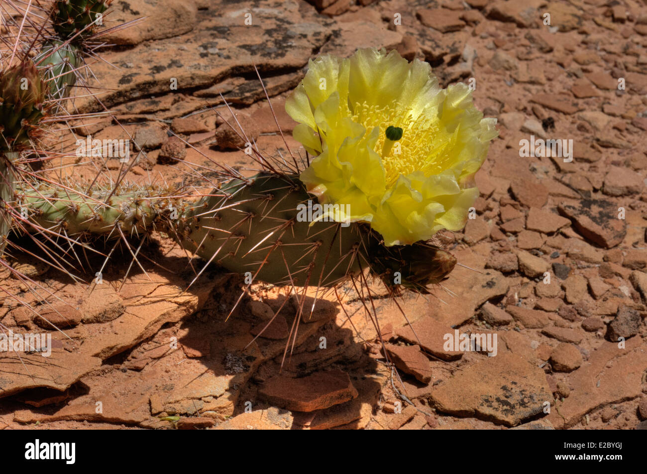 Prickly Pear cactus in bloom Stock Photo