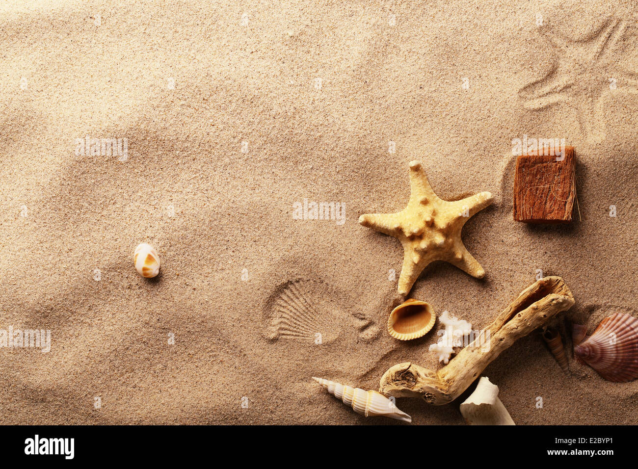 seashells on sand beach Stock Photo
