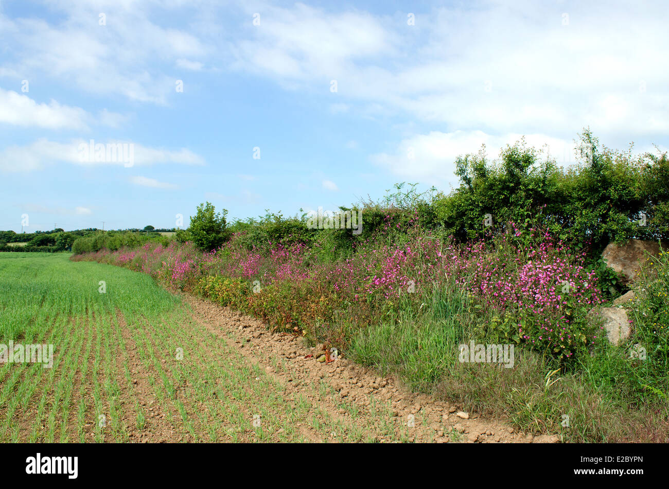 A hedgerow left to grow to attract wildlife Stock Photo